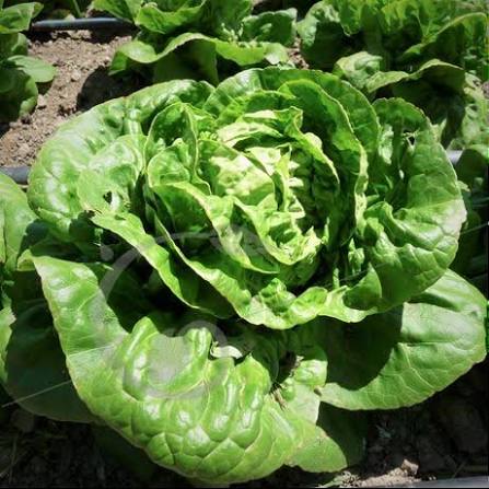 Graines de Laitue Romaine craquante d'Avignon - sachet de 1 gramme
