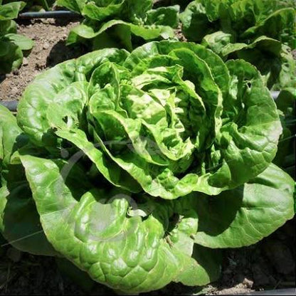 Graines de Laitue Romaine craquante d'Avignon - sachet de 1 gramme