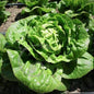 Graines de Laitue Romaine craquante d'Avignon - sachet de 1 gramme