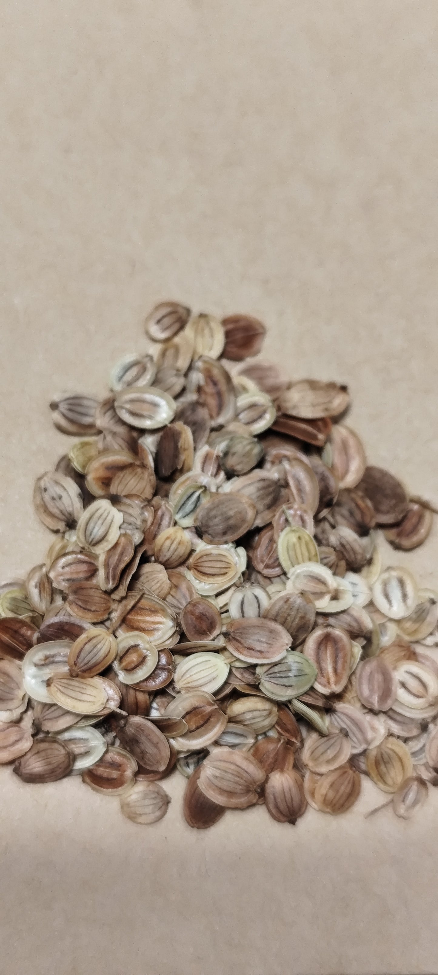 Graines de panais demi-long de Guernesey - sachet de 1 gramme