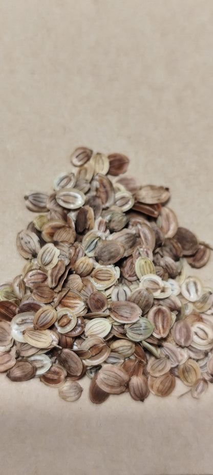 Graines de panais demi-long de Guernesey - sachet de 1 gramme