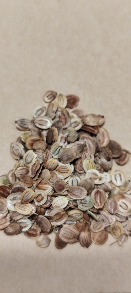 Graines de panais demi-long de Guernesey - sachet de 1 gramme