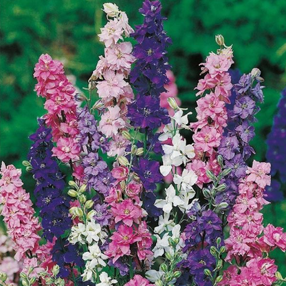 Graines de pied d'alouette grand double varié ou delphinium - sachet de 0.5 gramme