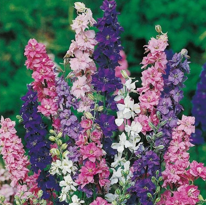 Graines de pied d'alouette grand double varié ou delphinium - sachet de 0.5 gramme
