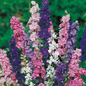 Graines de pied d'alouette grand double varié ou delphinium - sachet de 0.5 gramme