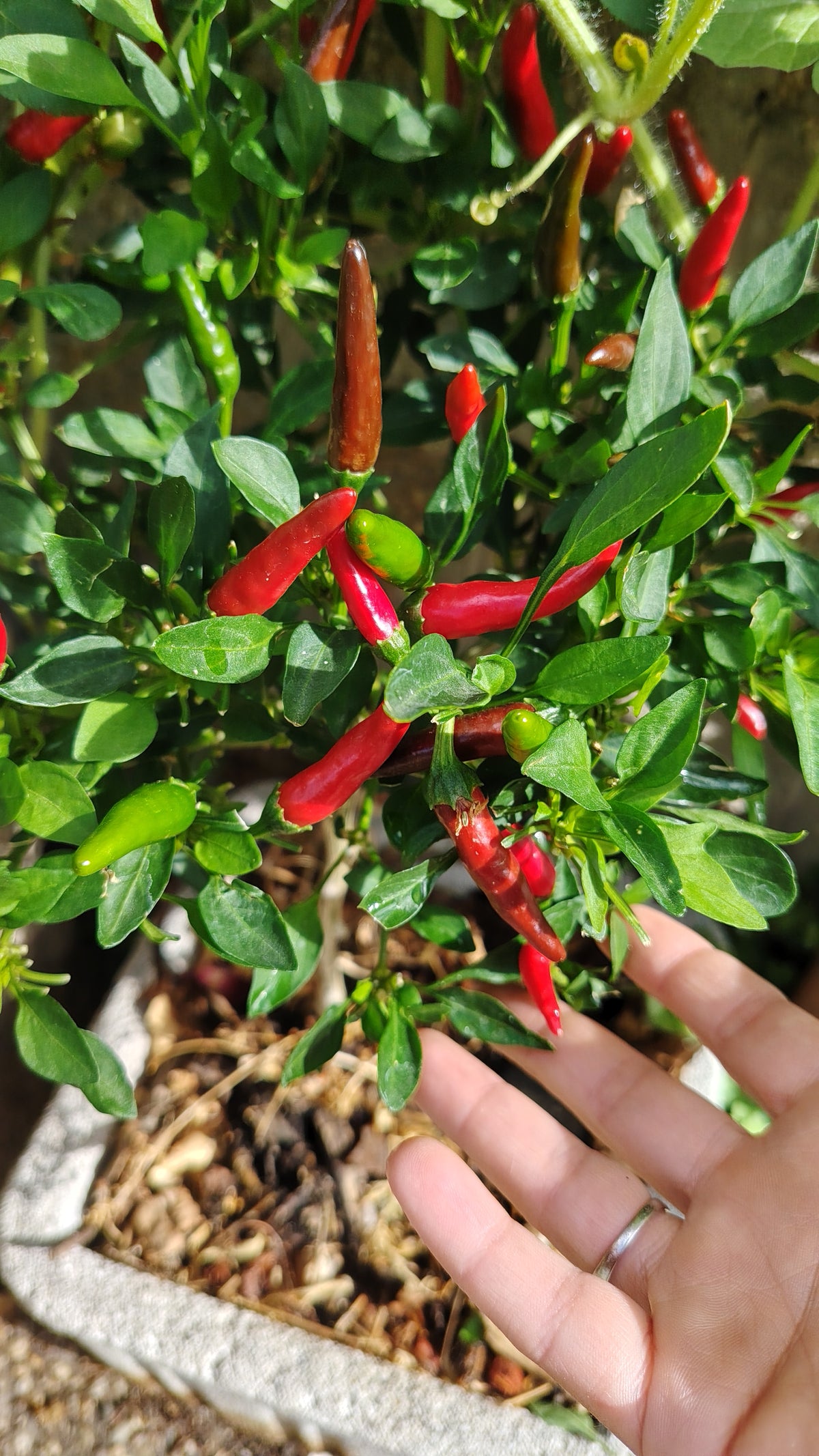 Graines de piment de Cayenne - sachet de 1 gramme