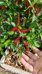 Graines de piment de Cayenne - sachet de 1 gramme