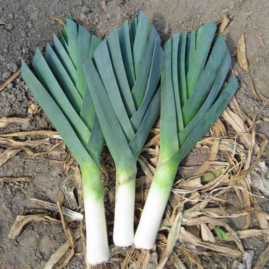 Graines de poireau gros long d'été  - sachet de 0.5 gramme