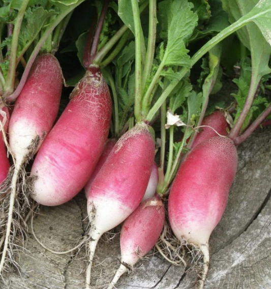 Graines de radis rond Gaudry - sachet de 5 grammes