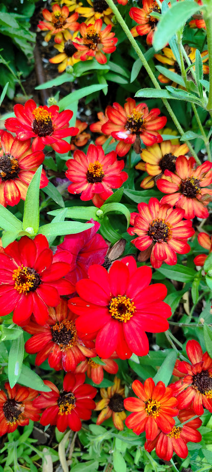 Graines de zinnia géant robusta à grande fleur en mélange - sachet de 0.5 gramme