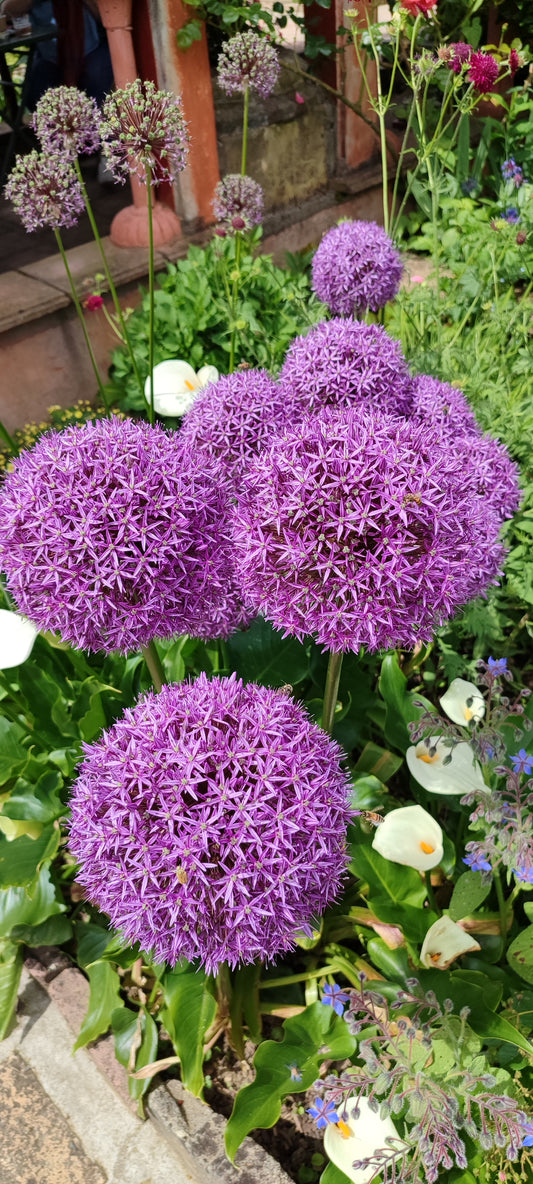 Graines d'ail d'ornement violet ou allium giganteum - sachet de 1 gramme