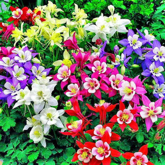Graines d'Ancolie des jardins en mélange de couleurs - sachet de 0.5 grammes