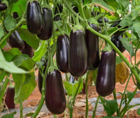 Graines d'aubergine violette de Barbentane - sachet de 0.20 grammes