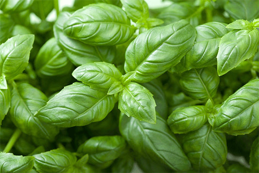 Graines de basilic GENOVESE grand vert Italiano - sachet de 1 gramme