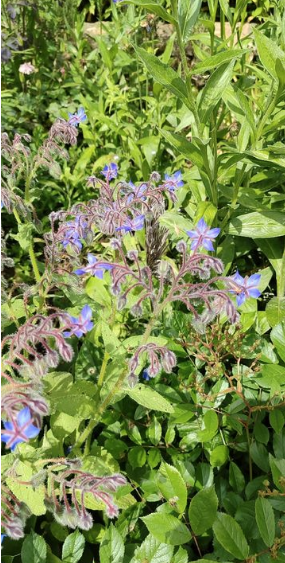 Graines de bourrache bleue - sachet de 2 grammes