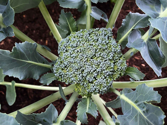 Graines de chou brocoli calabrais- sachet de 0.5 gramme