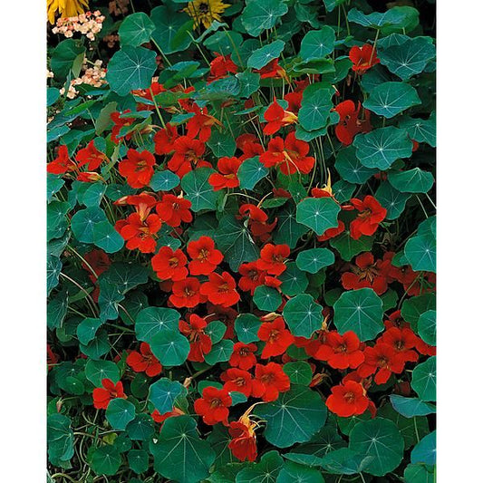 Graines de capucine naine Impératrice des indes Rouge - sachet de 5 grammes
