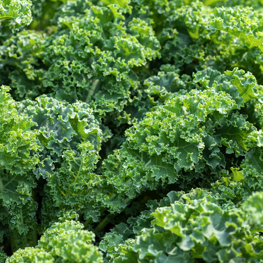 Graines de chou frisé demi-nain ou chou Kale - sachet de 1 gramme