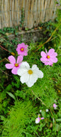 Graines de cosmos sensation précoce en mélange - sachet de 1 gramme