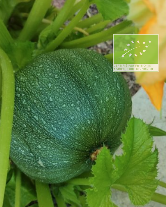 Graines de courgette de Nice BIO à fruit rond - sachet de 5 grammes