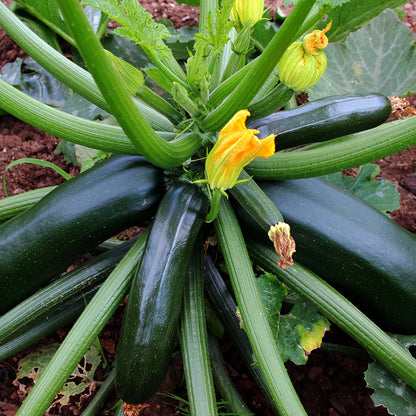 Graines de courgette verte des maraîchers - sachet de 3 grammes