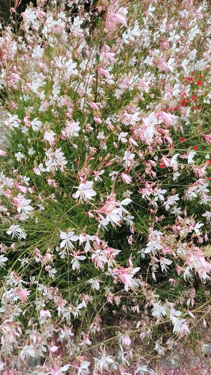 Graines de Gaura blanche au coeur rose - sachet de 1 gramme