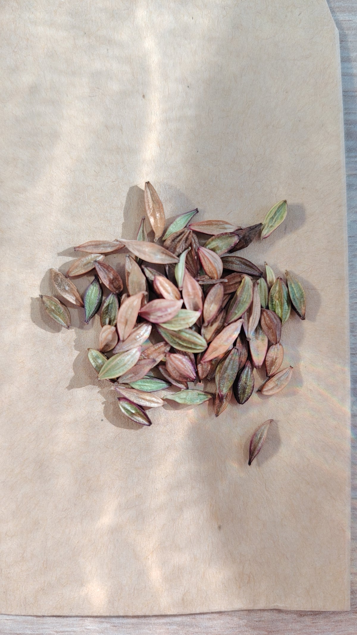 Graines de Gaura blanche au coeur rose - sachet de 1 gramme
