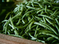 Graines de haricot vert nain CUPIDON - sachet de 20 grammes