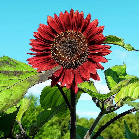 Graines de tournesol soleil simple beauté d'automne - sachet de 2 grammes