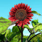 Graines de tournesol soleil simple beauté d'automne - sachet de 2 grammes