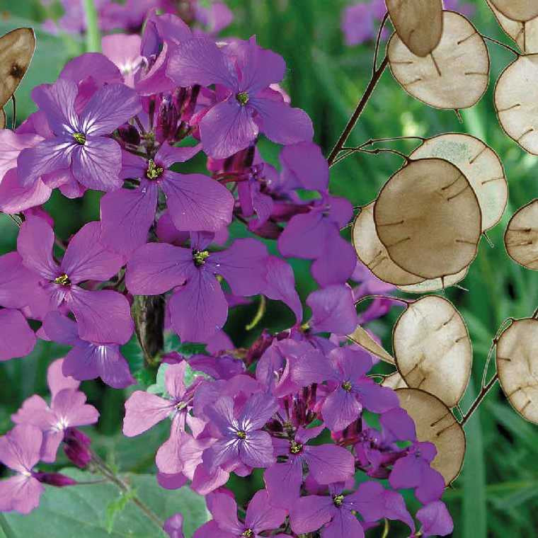 Graines de monnaie du pape violette "lunaire annuelle" - sachet de 1 gramme