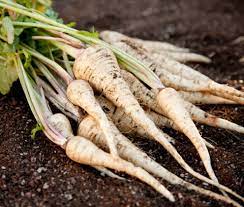 Graines de panais demi-long de Guernesey - sachet de 1 gramme