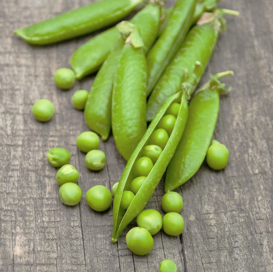 Graines de pois nain précoce Douce Provence - sachet de 20 grammes