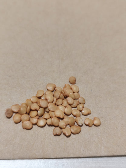 Graines de poivron doux d'Espagne - sachet de 0.25 grammes