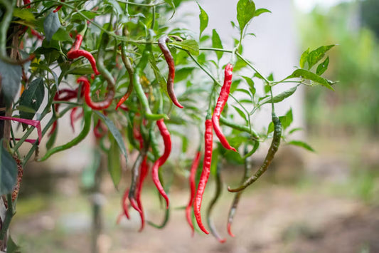 Graines de piment de Cayenne - sachet de 1 gramme