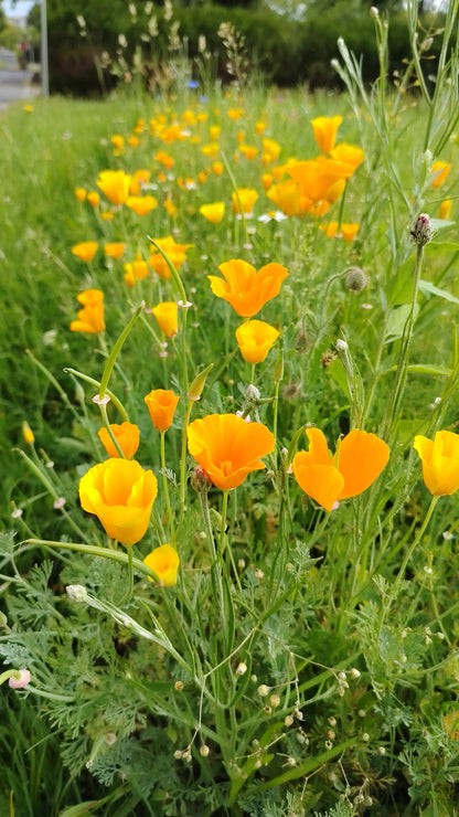 Graines de Pavot de Californie Eschscholzia - sachet de 0.5 grammes