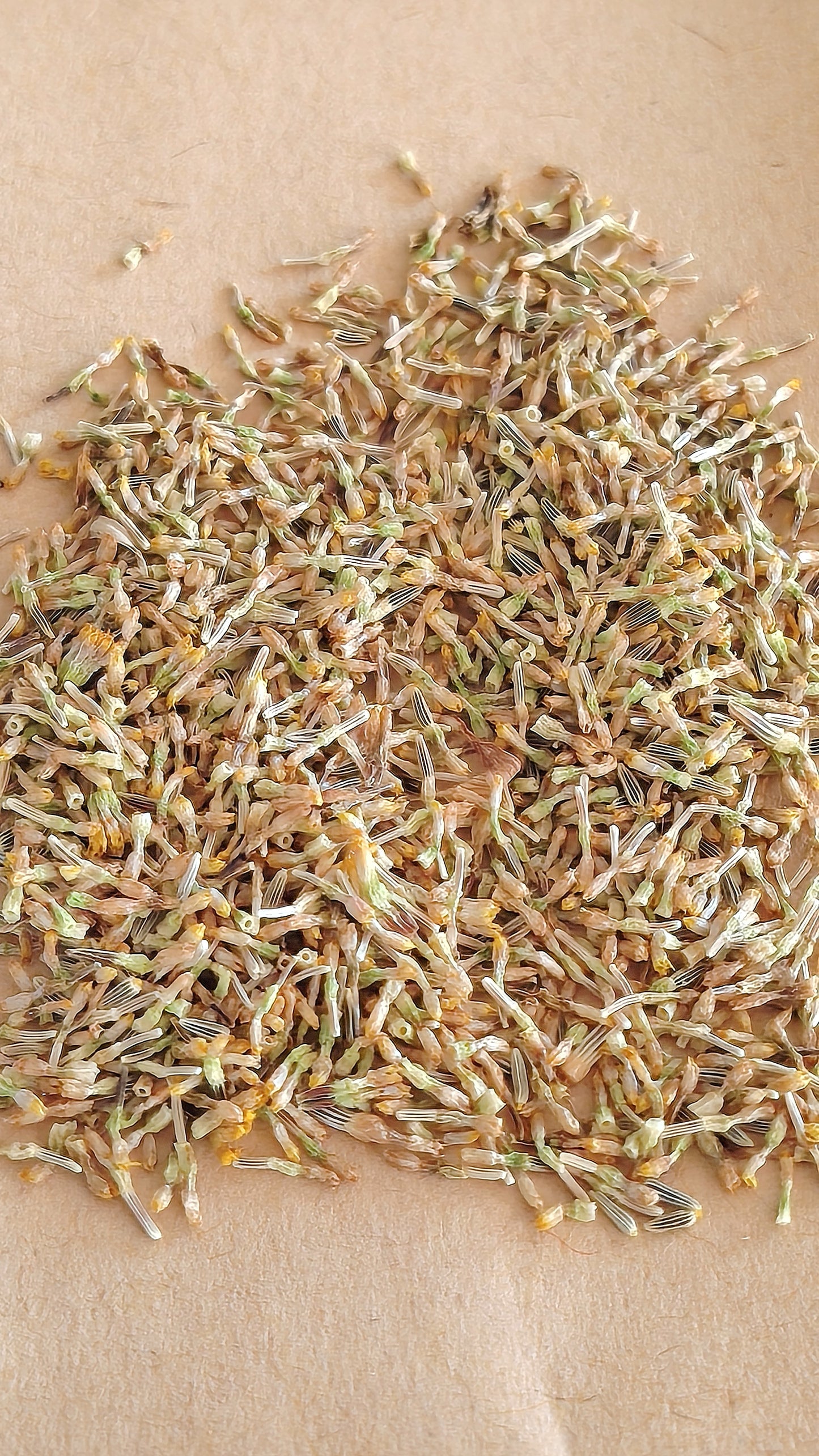 Graines de marguerite sauvage - sachet de 0.5 grammes
