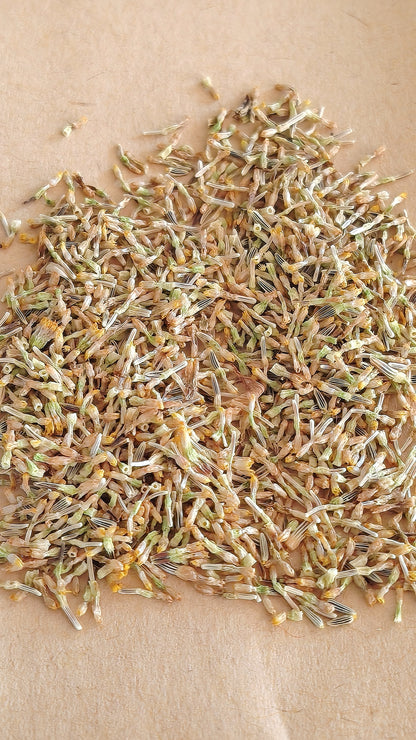 Graines de marguerite sauvage - sachet de 0.5 grammes