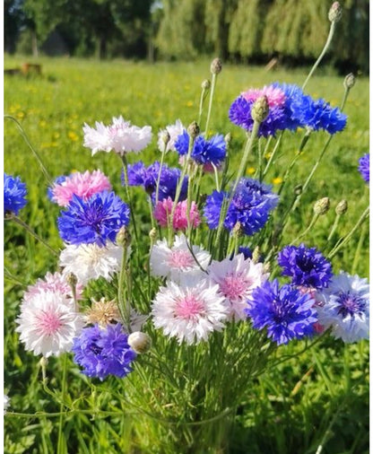 Graines de centaurée Bleuet en mélange de couleurs - sachet de 1 gramme
