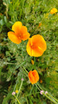 Graines de Pavot de Californie Eschscholzia - sachet de 0.5 grammes