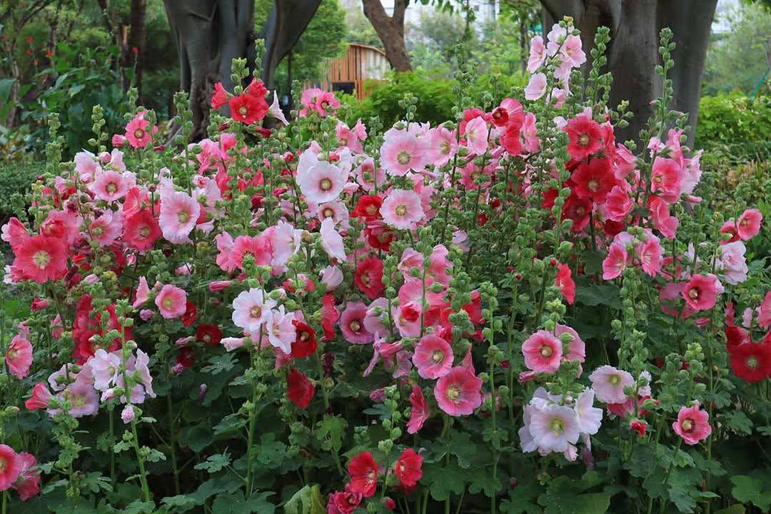 Graines de roses trémières en mélange de couleurs - sachet de 0.5 gramme