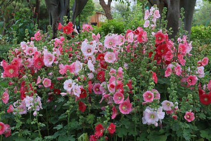 Graines de roses trémières en mélange de couleurs - sachet de 0.5 gramme