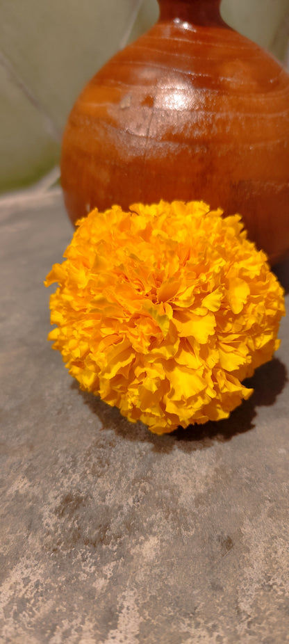 Graines de rose d'Inde orange - sachet de 0.25 gramme