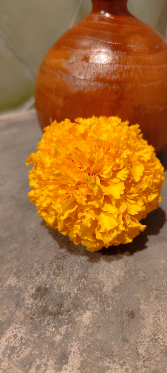 Graines de rose d'Inde orange - sachet de 0.25 gramme