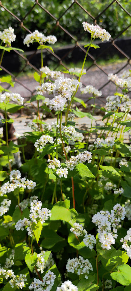 Graines de sarrasin pour parterre fleuri ou consommation - sachet de 5 grammes