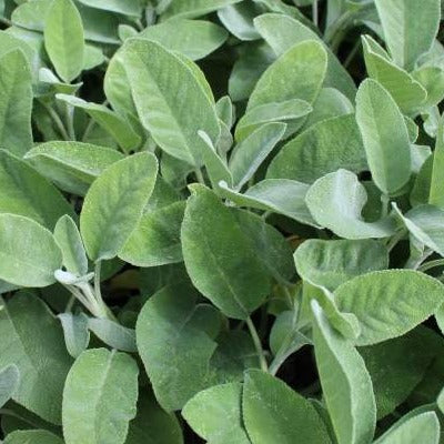 Graines de sauge officinale - sachet de 1 gramme