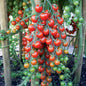 Graines de tomate cerise sweet baby - sachet de 0.5 gramme