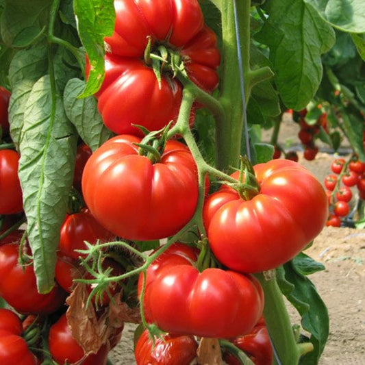 Graines de tomate Marmande V.R. - sachet de 0.5 gramme