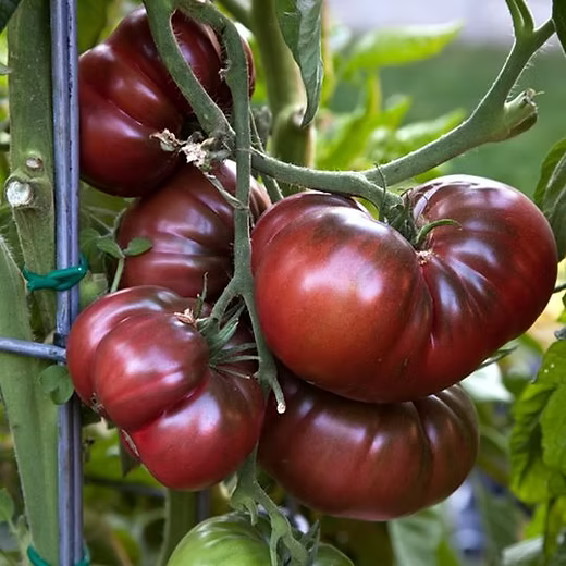 Graines de tomate noire de Crimée - sachet de 0.5 gramme