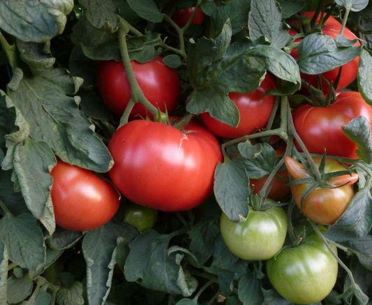 Graines de tomate rose de Berne - sachet de 0.5 gramme